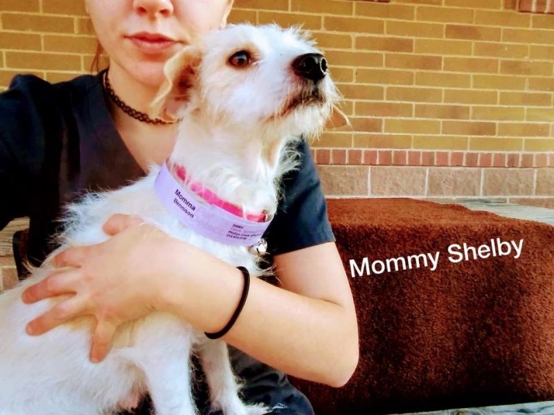 42389921_1.jpg Little Dog Rescue of North TexasLittle Dog Rescue of