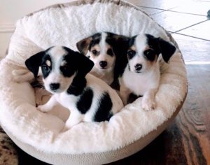 little dogs for adoption